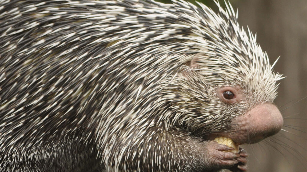 Close-Up Porcupine Wallpaper: Captivating Quills & Natural Behavior