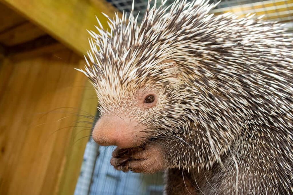 Close-Up of Porcupine in Cage: Quills and Textures Explored Wallpaper