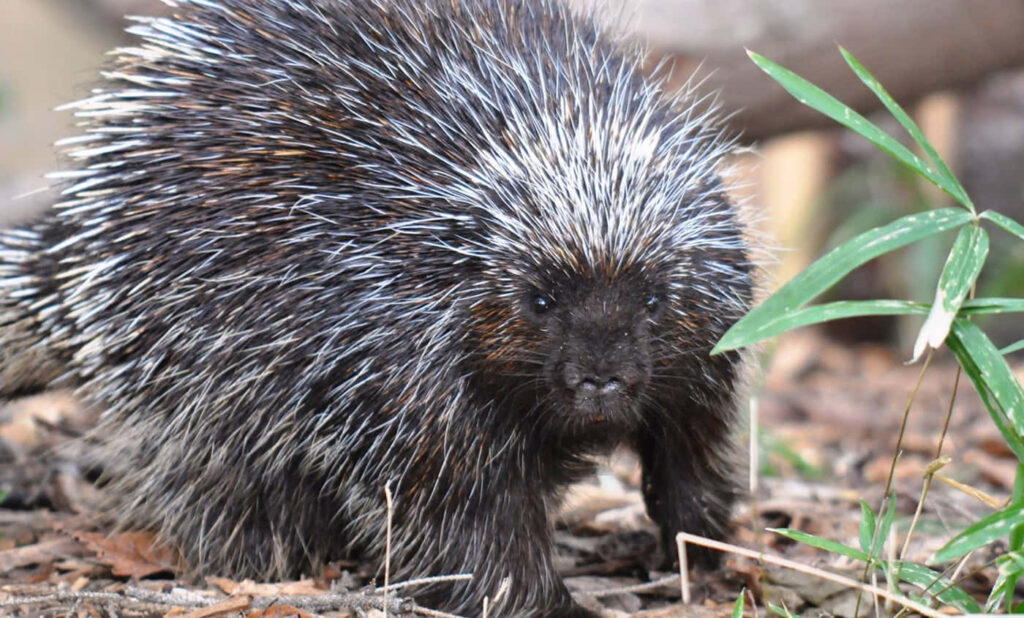 Close-Up Porcupine Wallpaper: Quills & Textured Fur in Nature