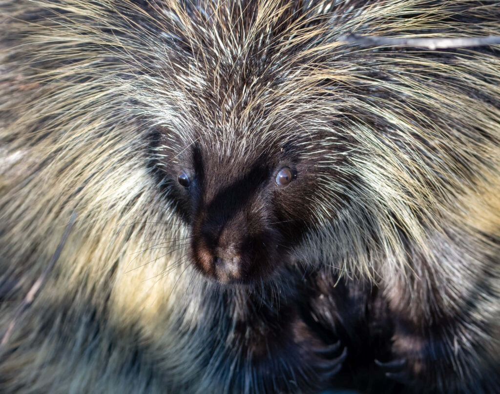 Close-Up Porcupine Wallpaper: Detailed Quills & Facial Features