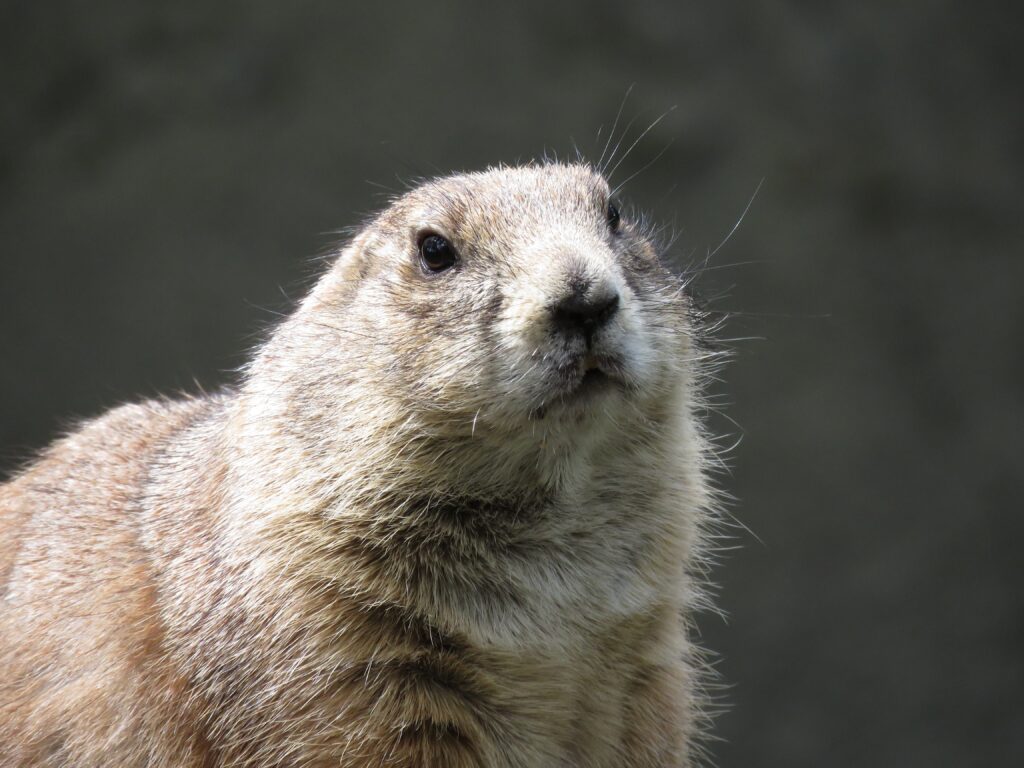 Close-Up Prairie Dog Wallpaper: Fur Details & Curious Eyes