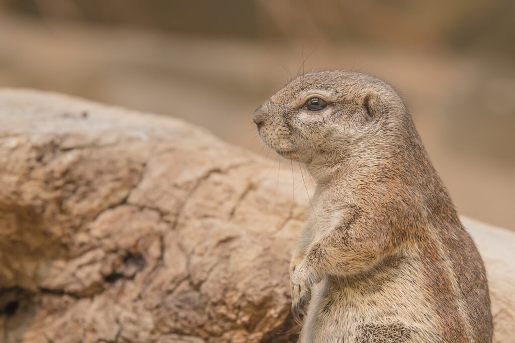 Alert Prairie Dog Close-Up Wallpaper: Nature's Curious Rodent
