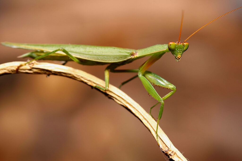 Close-Up of Green Praying Mantis on Branch | Nature Wallpaper