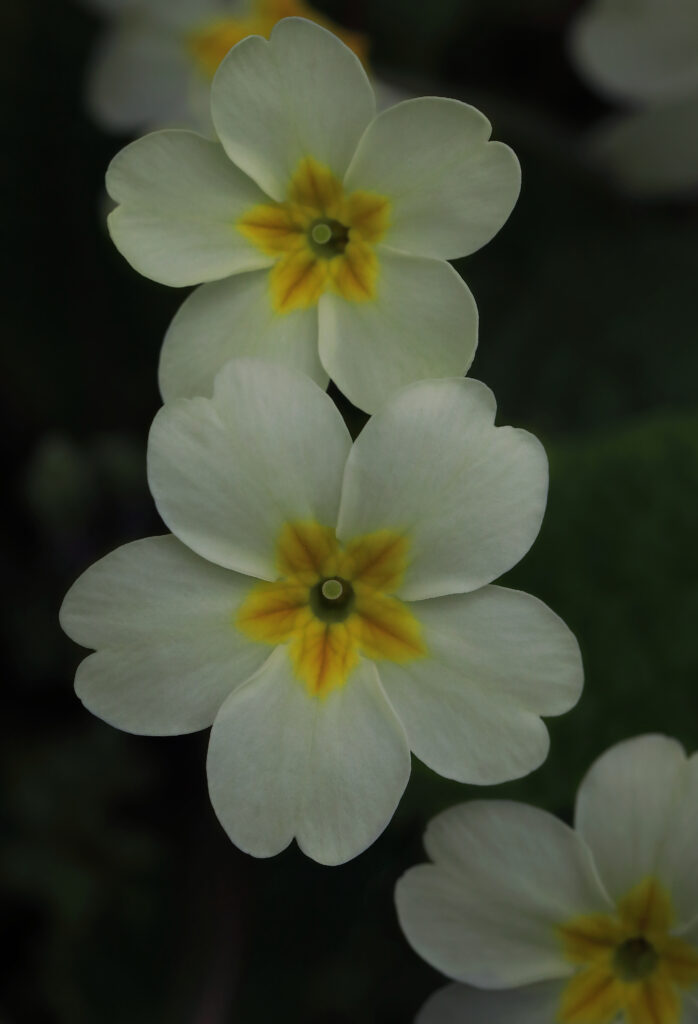 Close-Up Primula Flowers: Delicate White Petals & Yellow Centers Wallpaper