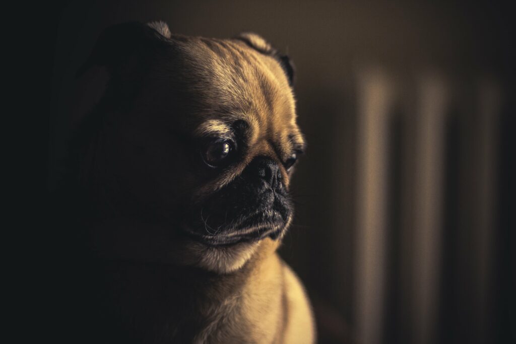 Close-Up Pug Wallpaper: Expressive Eyes & Distinctive Muzzle