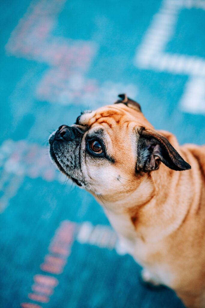 Close-Up Pug Profile Wallpaper: Wrinkled Face & Expressive Eyes