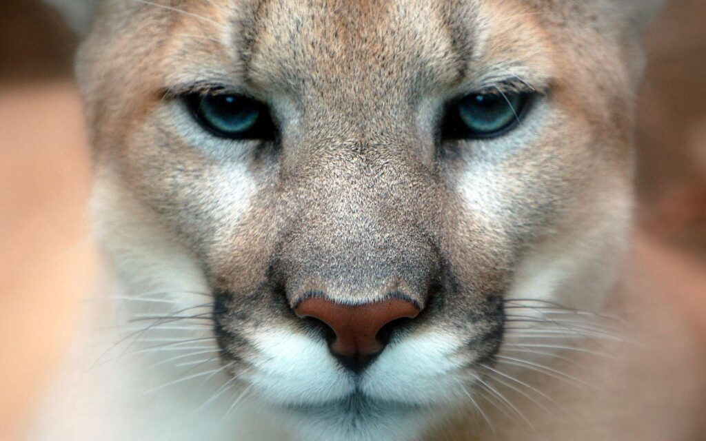 Close-Up Puma Wallpaper: Fierce Eyes & Textured Muzzle Beauty
