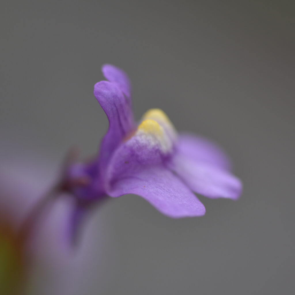 Close-Up Macro of Delicate Purple Cymbalaria Flower Wallpaper