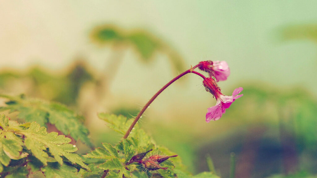 Serene Purple Flower Close-Up Wallpaper with Soft Blurred Background