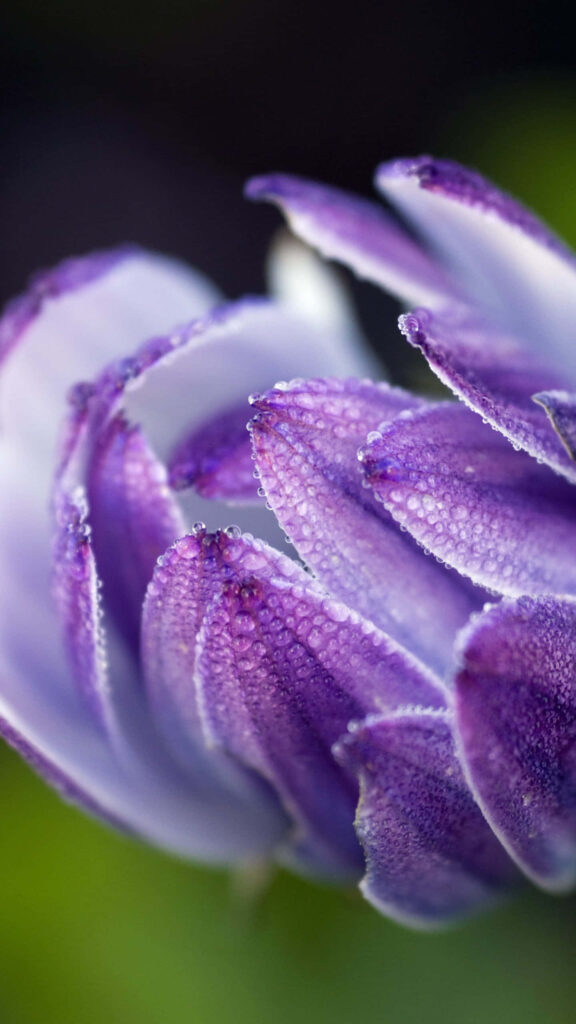 Close-Up of Vibrant Purple Flower with Droplets - Serene Wallpaper