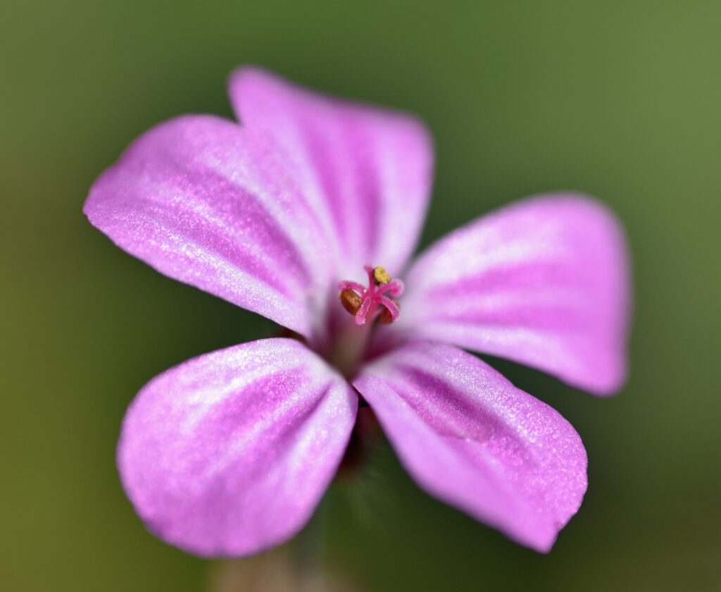 Macro Close-Up of Purple Flower with Soft Blurred Background Wallpaper