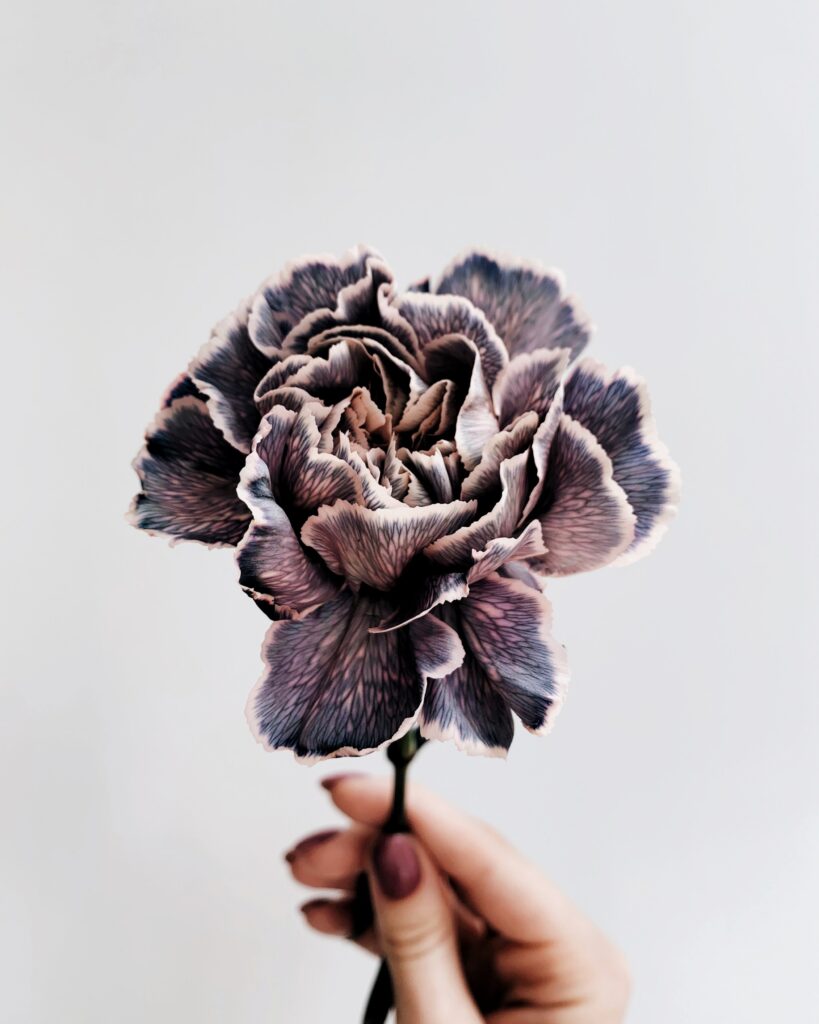 Close-Up of Purple Flower in Hand Against Light Background Wallpaper