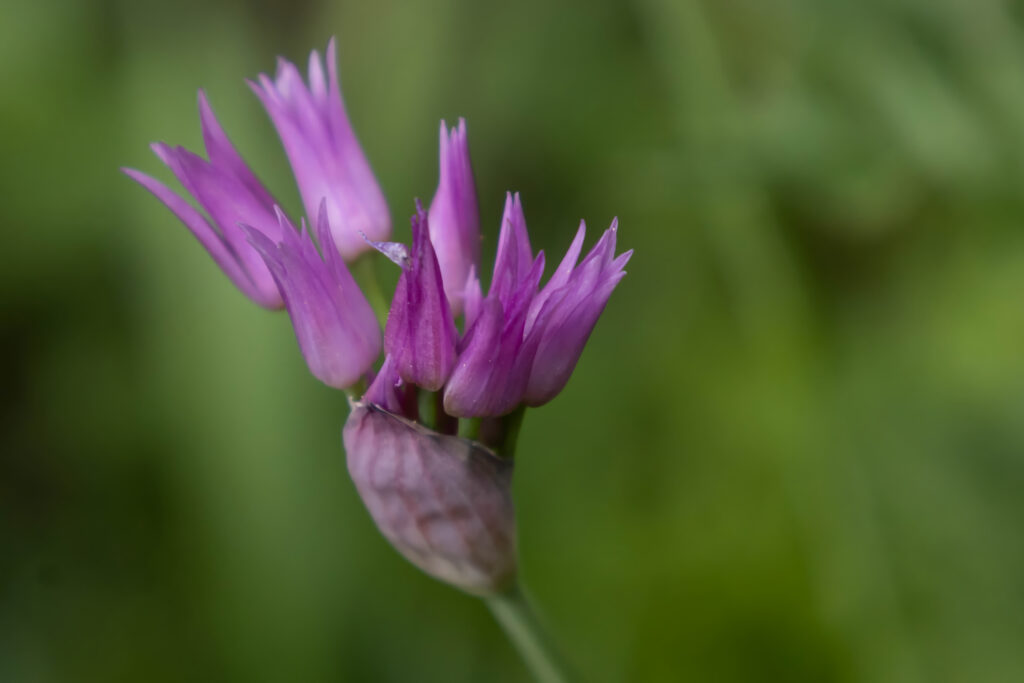 Close-Up of Purple Tapertip Onion Flower on Soft Green Background Wallpaper