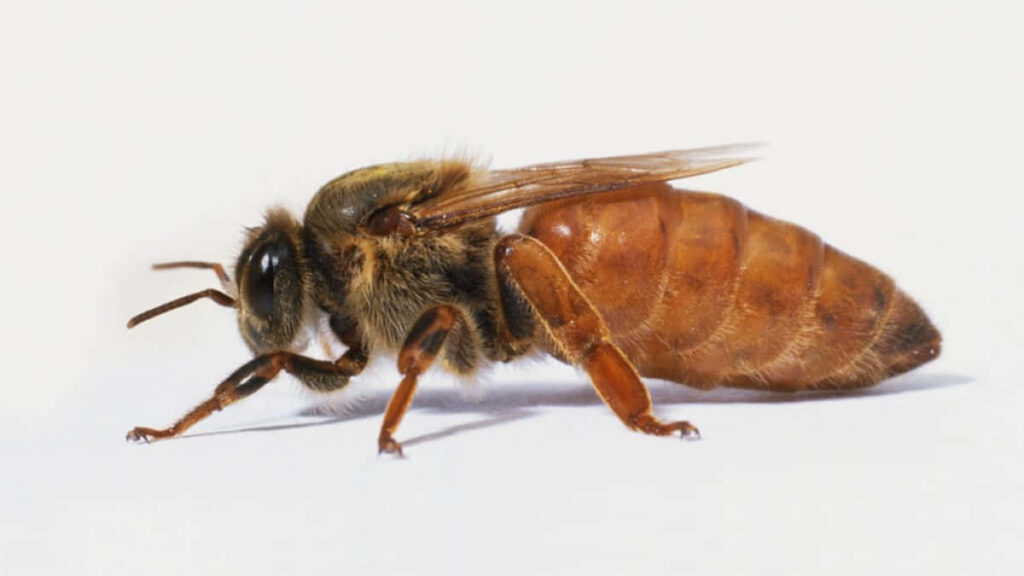 Close-Up Queen Bee: Detailed Amber Abdomen on White Wallpaper