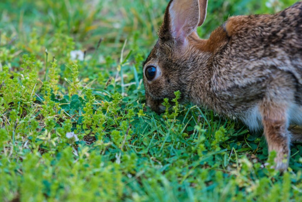 Close-Up of Rabbit Nibbling Grass - Lush Natural Background Wallpaper