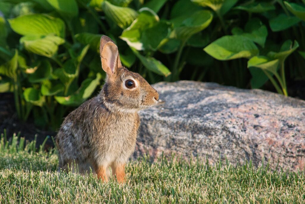 Serene Rabbit Close-Up: Keen Eyes & Lush Greenery Background Wallpaper