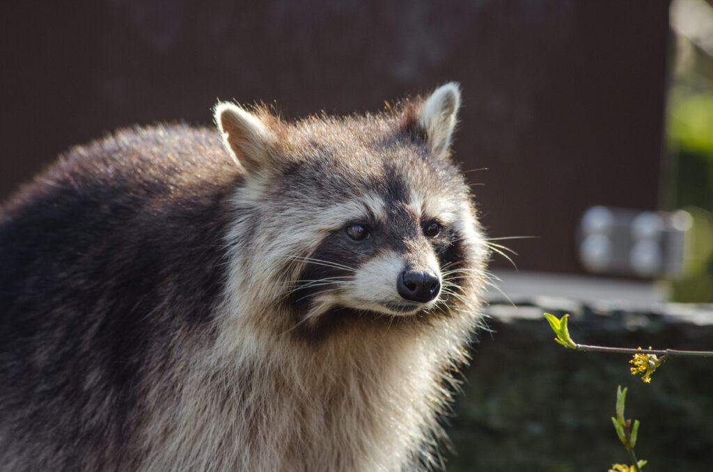 Close-Up Raccoon Wallpaper: Striped Muzzle & Expressive Eyes