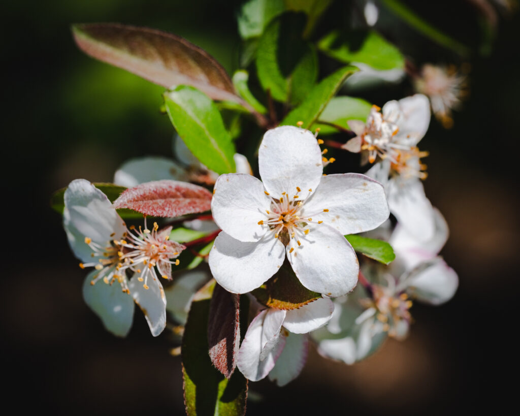 Close-Up of Blooming Raphiolepis Flowers - Spring Background Wallpaper