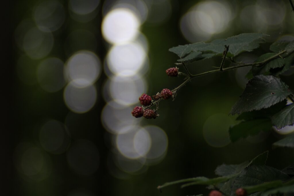 Close-Up Raspberry Wallpaper with Blurred Bokeh Background