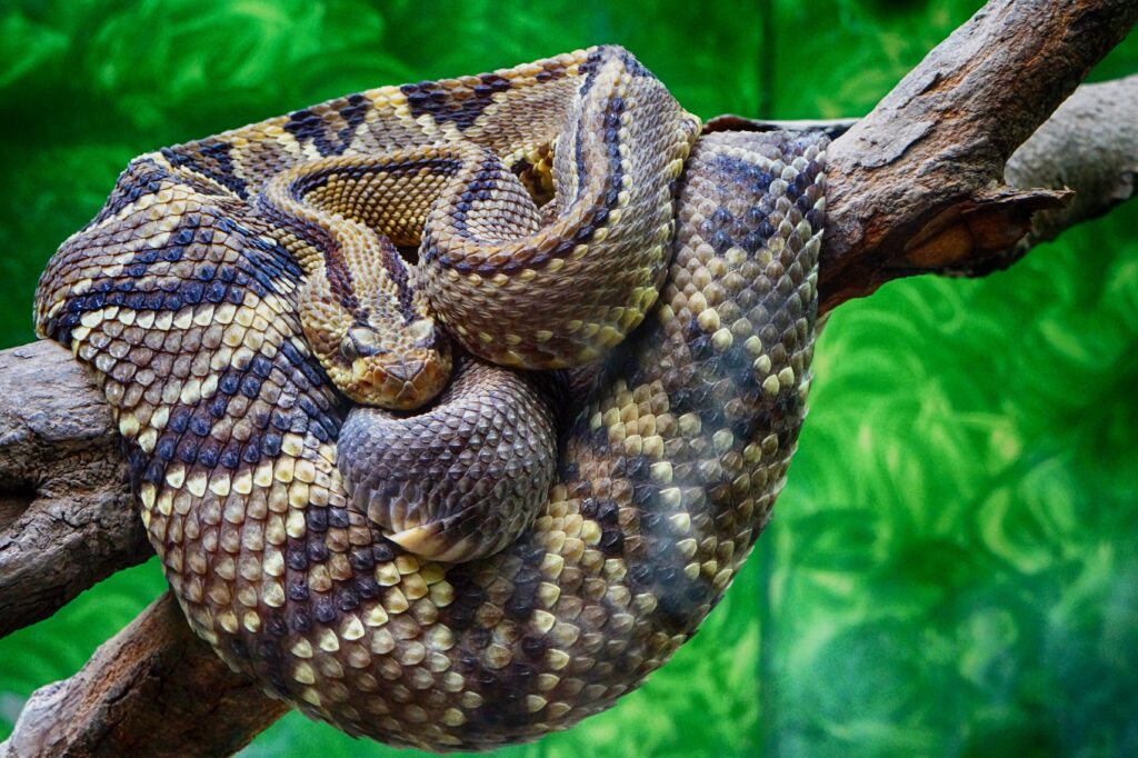 Rattlesnake Close-Up Wallpaper: Intricate Scales & Lush Background