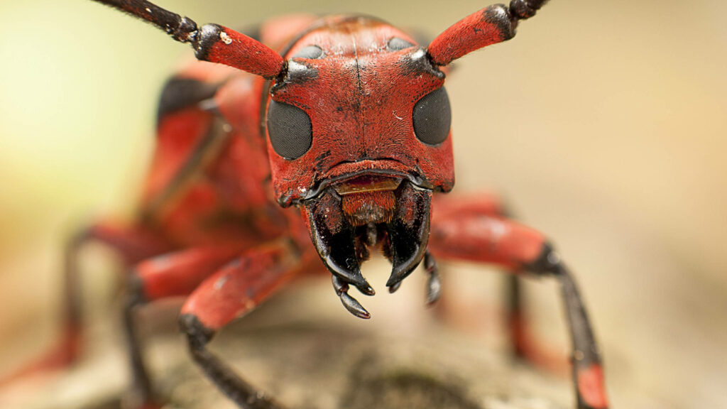 Close-up of red ant face showing powerful mandibles and detailed textured exoskeleton wallpaper