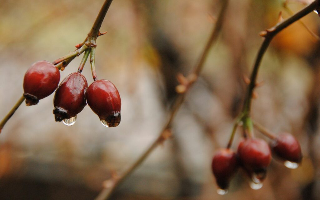 Close-Up Red Berries with Water Droplets | Fall Wallpaper Background