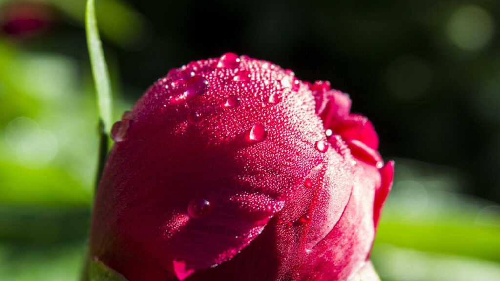 Close-Up of Vibrant Red Flower Bud with Water Droplets - Wallpaper