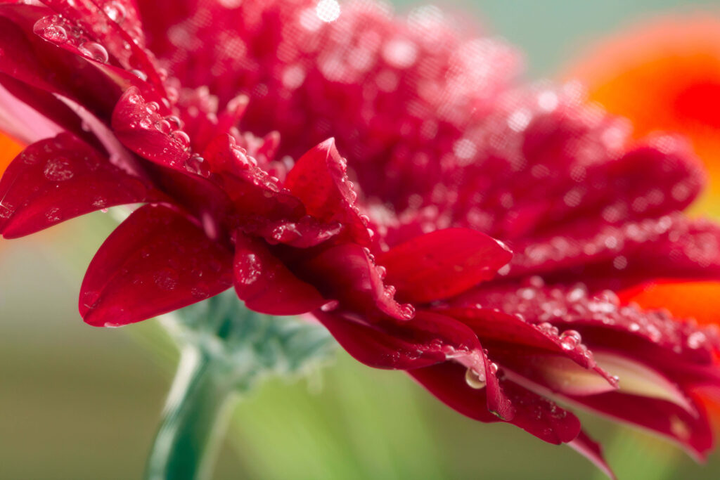 Dazzling Red Flower Wallpaper with Dewdrops & Soft Background