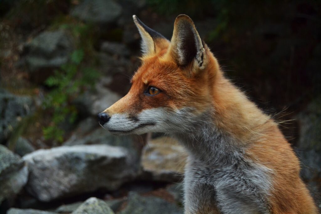 Red Fox Close-Up: Attentive Predator Against Rocky Background Wallpaper