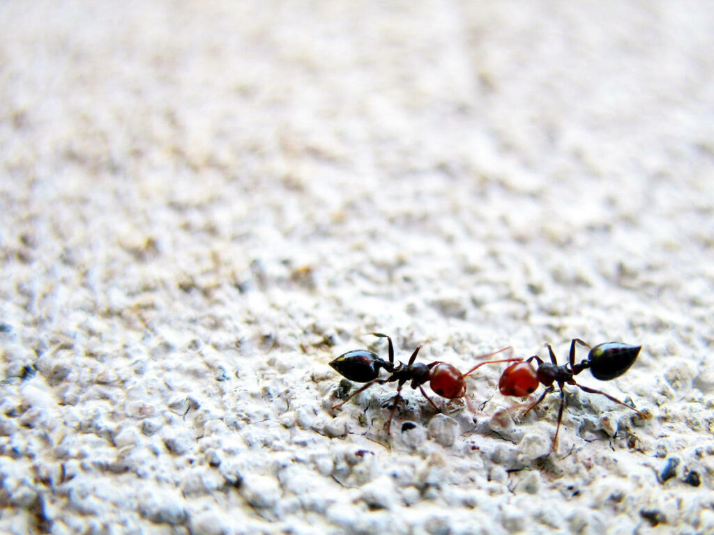 Close-up of two red-headed ants walking on textured light surface detailed insect wallpaper background