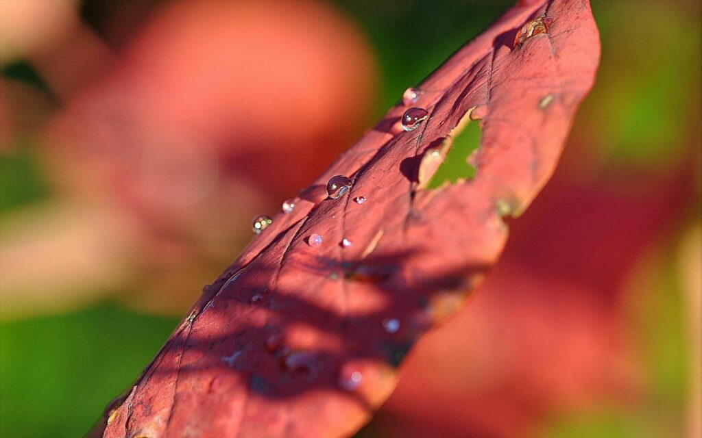 Close-Up of Red Leaf with Water Droplets - Nature Wallpaper Background