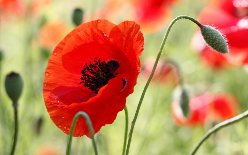 Close-Up Red Poppy Wallpaper: Vibrant Blooming Background Art