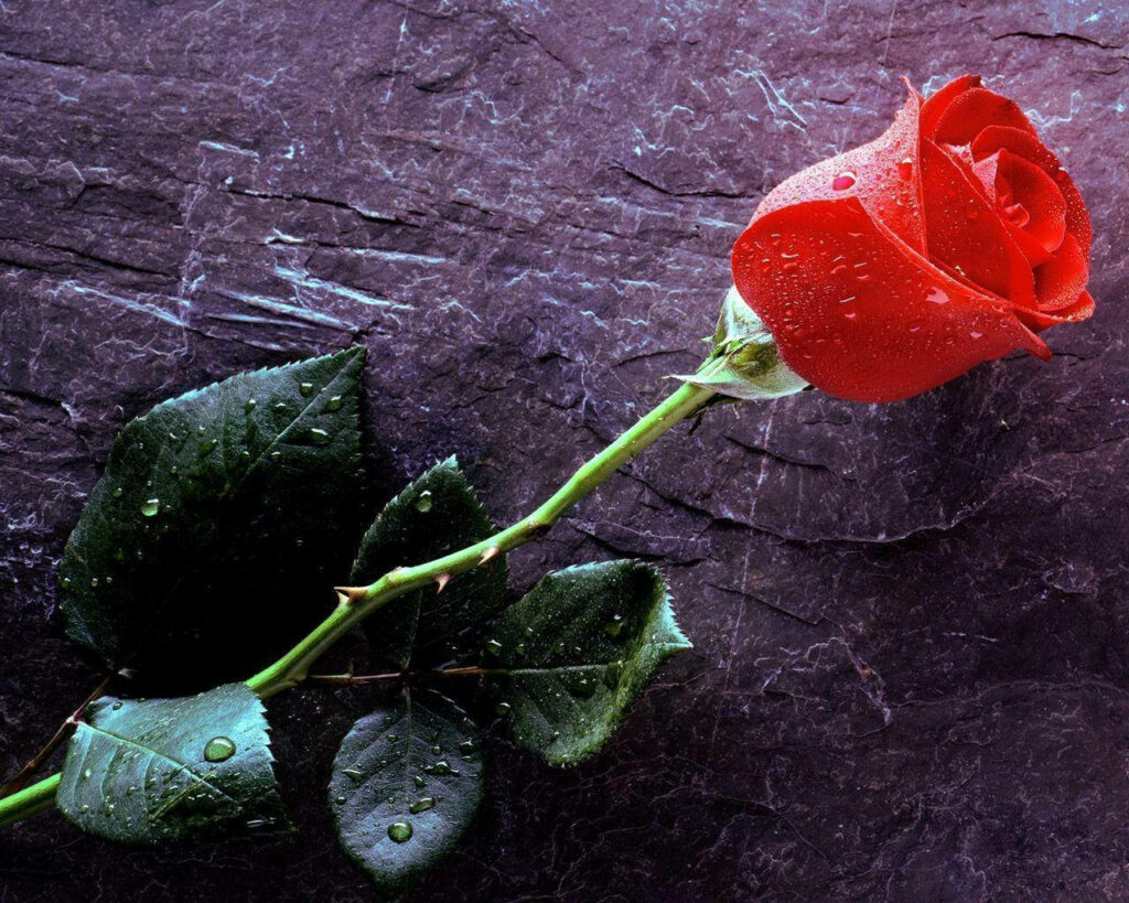 Close-Up Red Rose with Dewdrops on Dark Textured Background Wallpaper