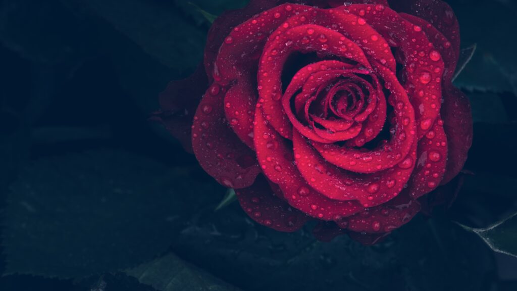 Stunning Red Rose Close-Up with Water Droplets - Wallpaper Background