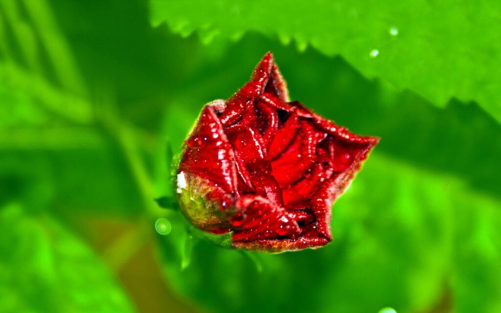 Vibrant Red Rosebud with Dewdrops - Stunning Wallpaper Background