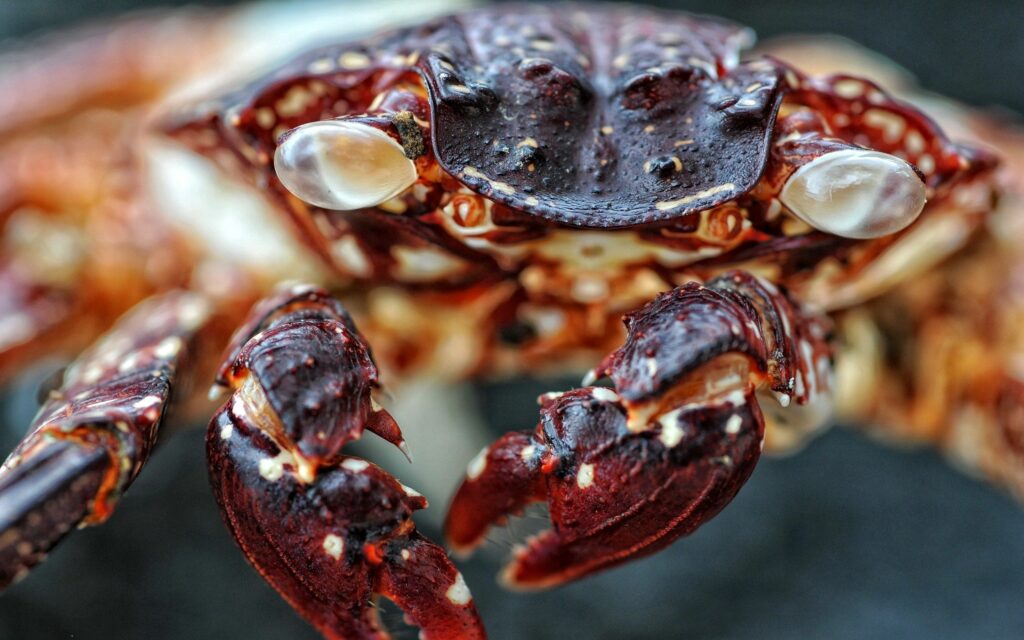 Close-Up Red-Spotted Crab Wallpaper: Detailed Claws & Textured Shell