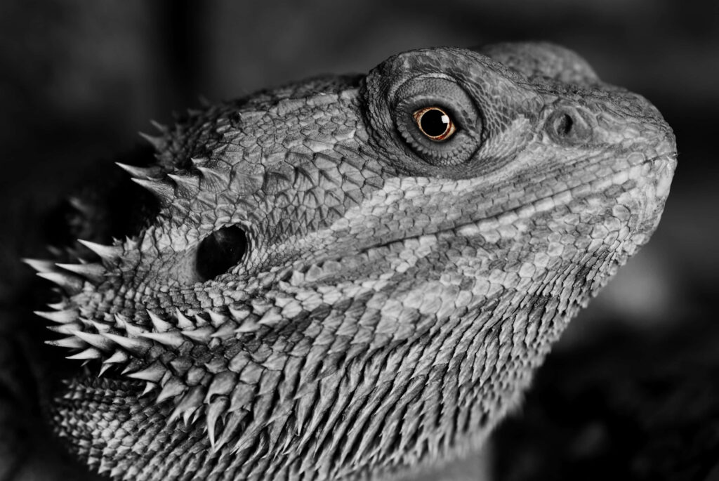 Close-Up of a Reptile: Textured Scales & Sharp Spines in Sunlight Wallpaper