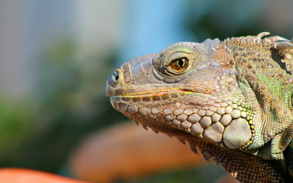 Close-Up Reptile Profile: Textured Scales & Sharp Eye Wallpaper