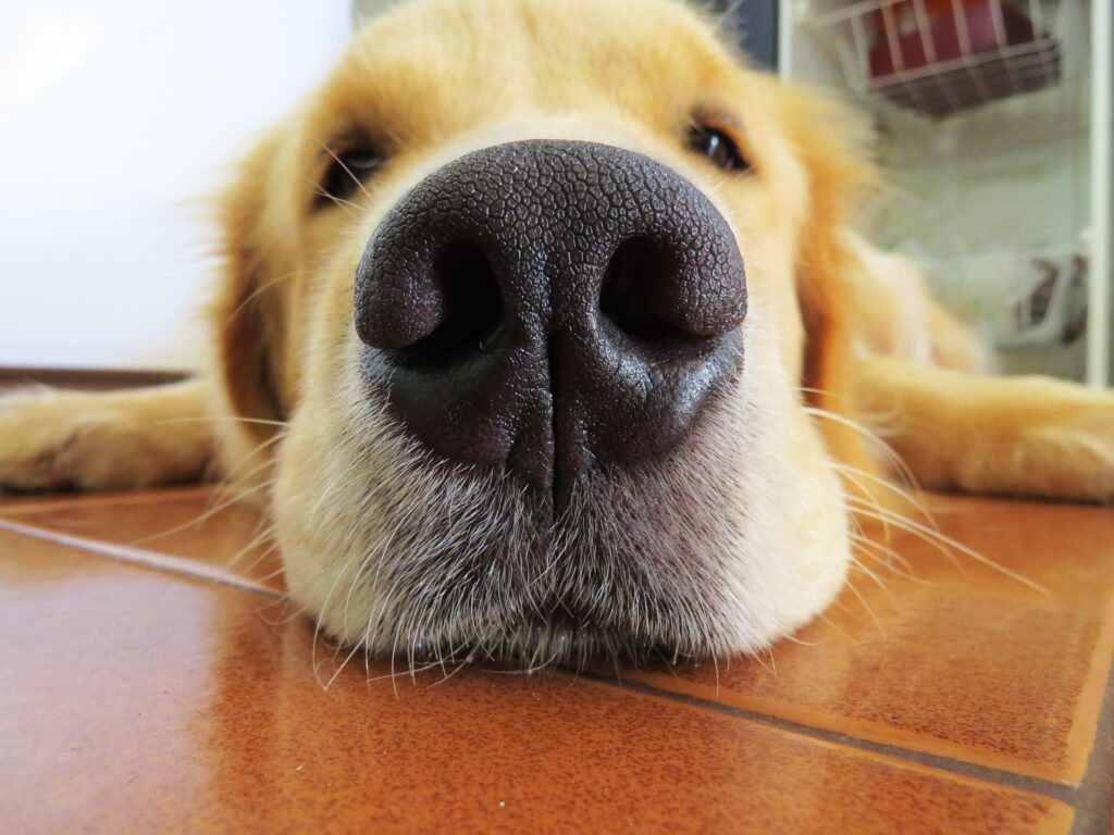 Close-Up Retriever Nose on Wood: Cozy Canine Texture Wallpaper