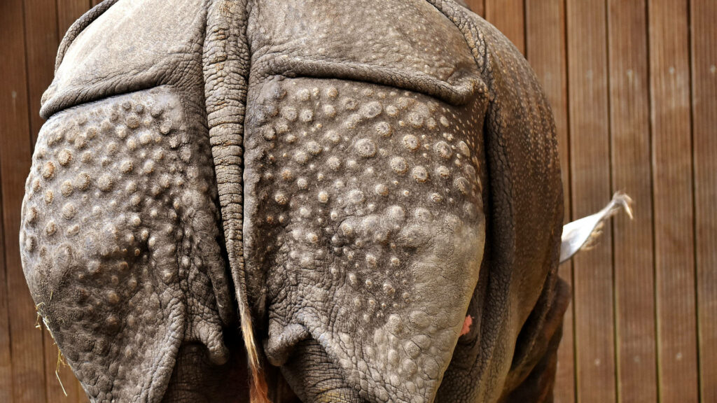 Close-Up Rhino Wallpaper: Textured Skin on Wooden Background