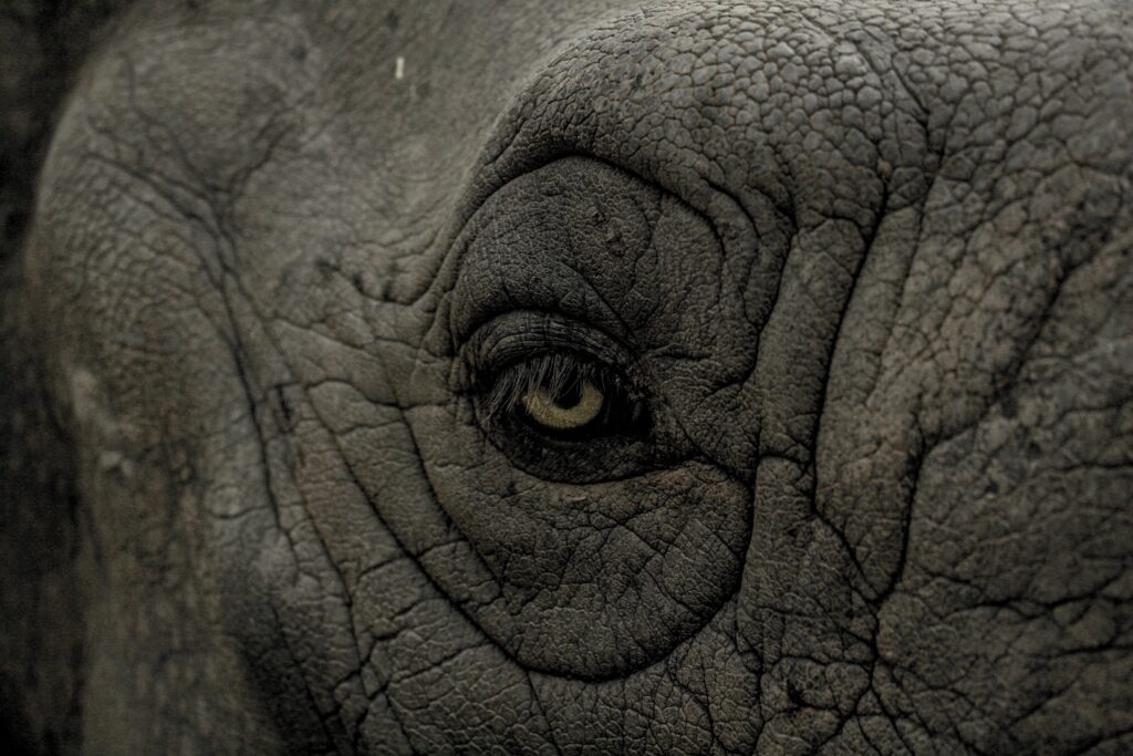 Intricate Rhinoceros Eye Close-Up Wallpaper with Textured Skin
