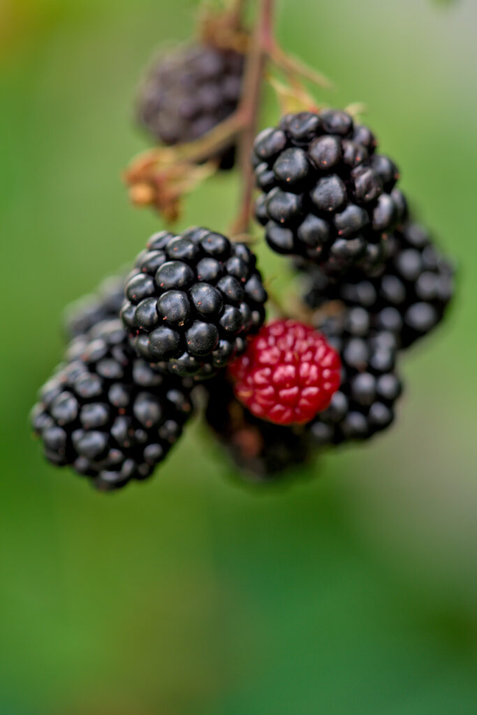 Ripe Blackberries and Red Berry Close-Up Wallpaper Background