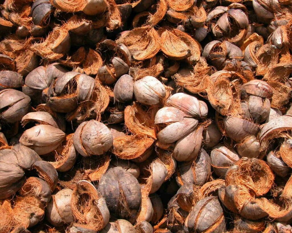 Close-Up Ripe Nuts Wallpaper: Earthy Texture & Natural Hues