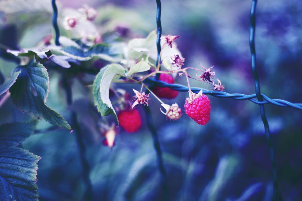 Close-Up Ripe Raspberries on Vine with Green Leaves - Wallpaper