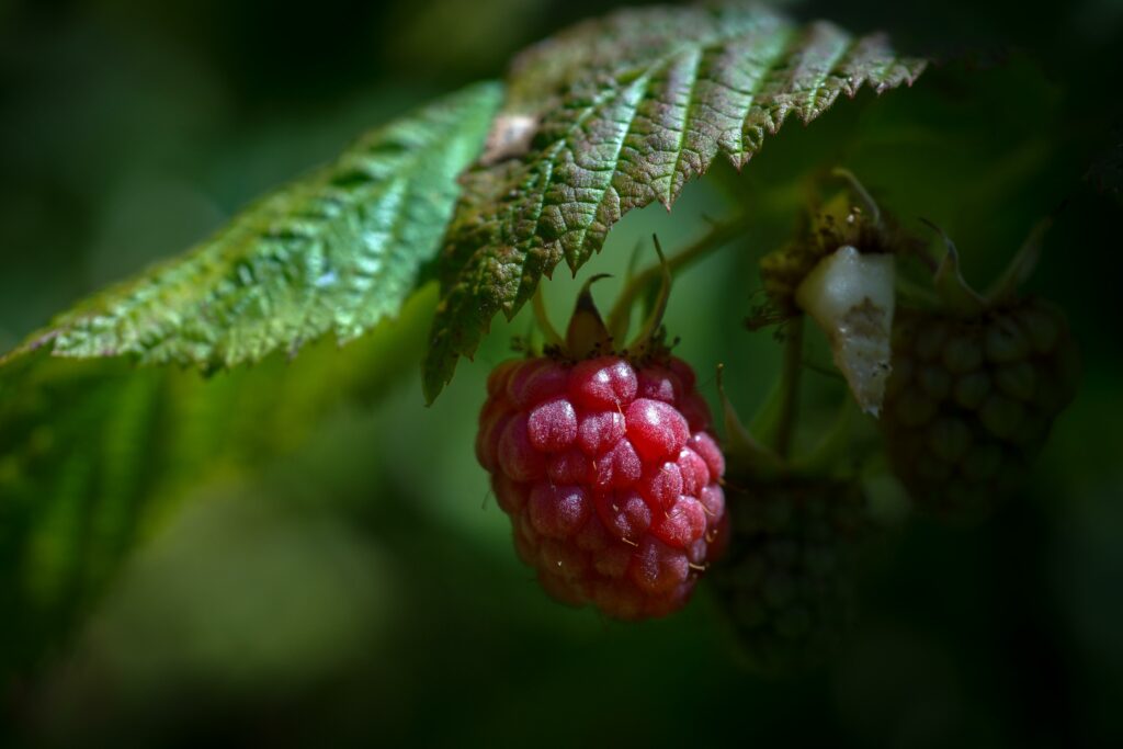 Close-Up Ripe Raspberry Under Green Leaf - Natural Light Wallpaper