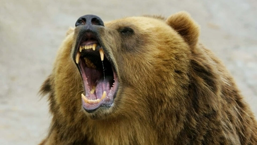 Close-Up Roaring Bear Wallpaper: Fierce Jaws & Rugged Fur