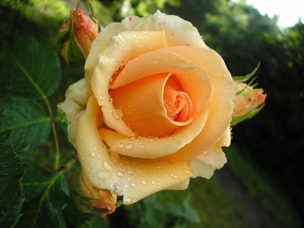 Close-Up Rose Wallpaper: Blooming Petals with Water Droplets