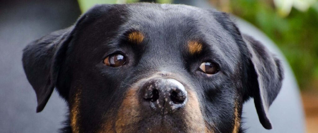 Stunning Rottweiler Close-Up: Glossy Coat & Expressive Eyes Wallpaper