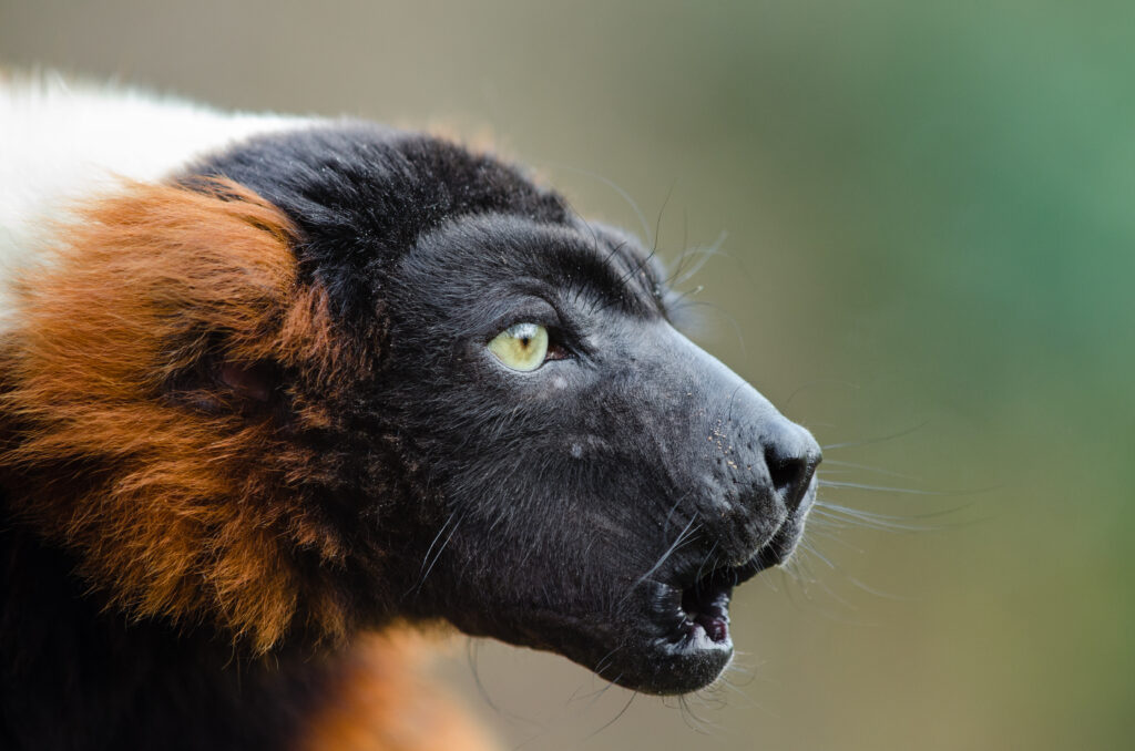 Close-Up Ruffed Lemur Wallpaper: Captivating Eyes & Expressive Charm