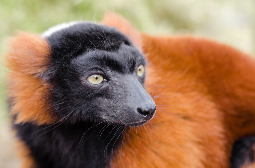 Captivating Ruffed Lemur Wallpaper: Black & Red Fur Close-Up